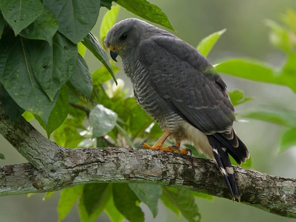 <h3><a href="/trips/costa-rica/biota/animalia/chordata/aves/018 falconiformes/001 falconidae/falco hypoleucos/falco hypoleucos-nl.html">Falco&nbsp;hypoleucos</a> / Grey&nbsp;falcon / Grijze&nbsp;valk</h3>OM-1 Mark II met OLYMPUS M.150-400mm F4.5 TC, 1/320 sec  bij F5.6, ISO 5000, afstand 14.1&nbsp;m